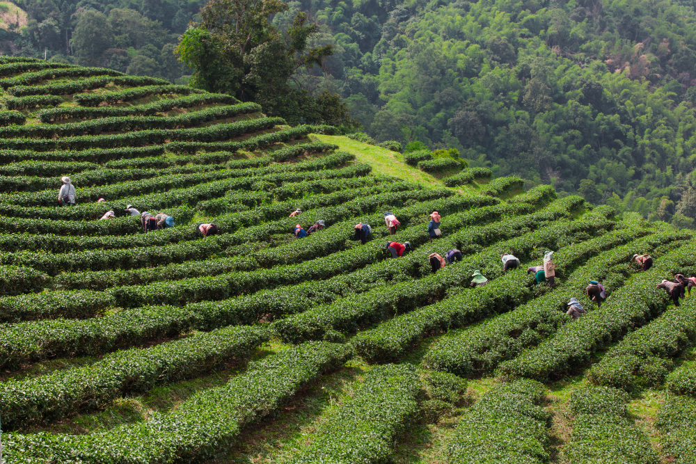 Eastern Nepal Tea Garden Tour (5 Days)